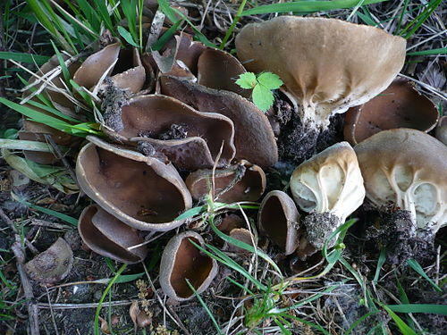 Helvella acetabulum